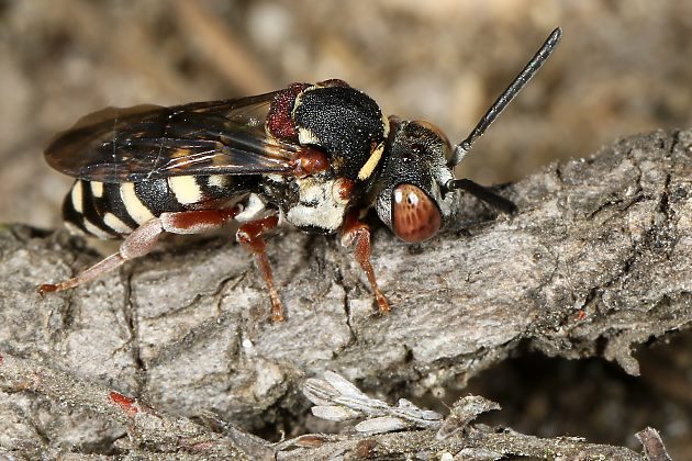 Epeolus cruciger, W - Ohligser Heide