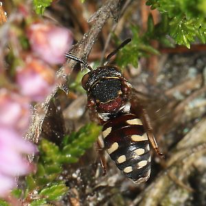 Epeolus cruciger, W - Ohligser Heide