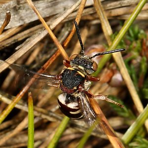 Epeolus cruciger, W - Ohligser Heide