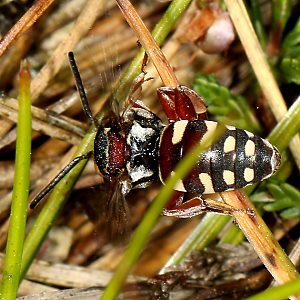 Epeolus cruciger, W - Ohligser Heide