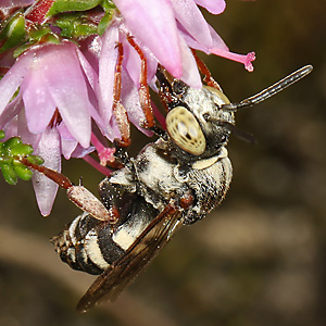 Epeolus cruciger, M - Westruper Heide