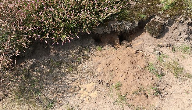 Epeolus cruciger, W: Nistplatz des Wirts (2)