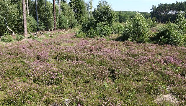 Epeolus cruciger, W: Nistplatz des Wirts (3)
