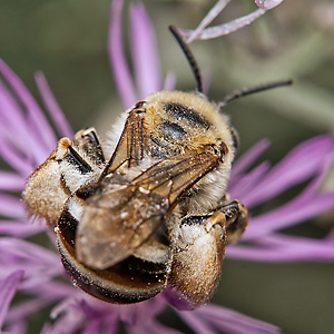 Eucera dentata, W