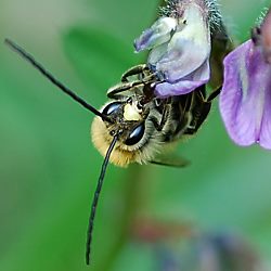 Langhornbiene Eucera longicornis Eucera longicornis