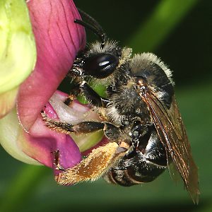 Eucera longicornis, W