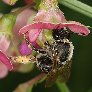 Eucera longicornis, W
