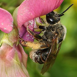 Eucera longicornis, W