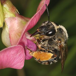 Eucera longicornis, W