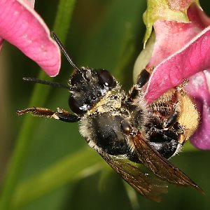 Eucera longicornis, W