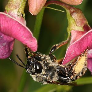Eucera longicornis, W