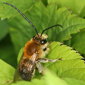 Eucera longicornis, M