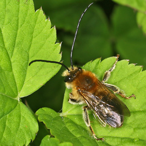 Eucera longicornis, M