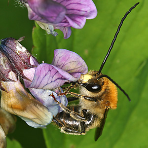 Eucera longicornis, M