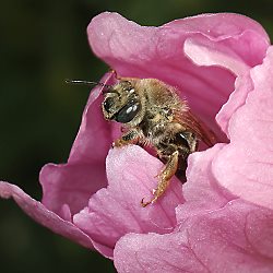 Malven-Langhornbiene Eucera malvae/macroglossa Eucera malvae/macroglossa