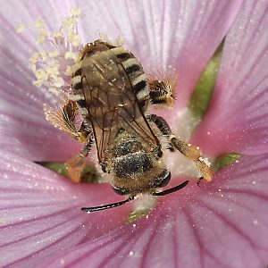 Langhornbiene Eucera macroglossa, W