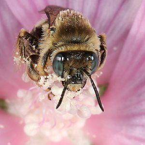 Langhornbiene Eucera macroglossa, W