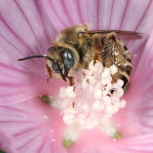 Langhornbiene Eucera macroglossa, W