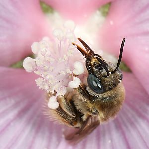 Langhornbiene Eucera macroglossa, W