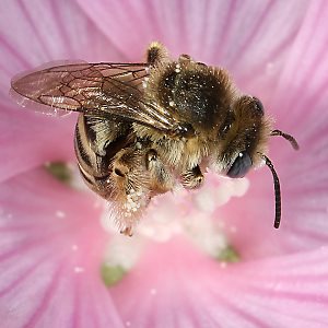 Langhornbiene Eucera macroglossa, W