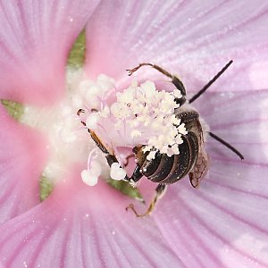 Langhornbiene Eucera macroglossa, M