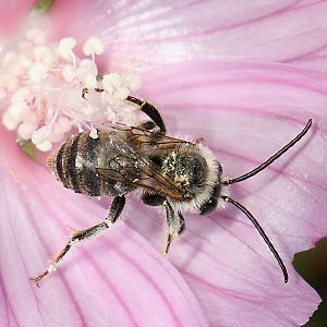 Langhornbiene Eucera macroglossa, M