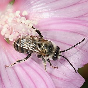 Langhornbiene Eucera macroglossa, M