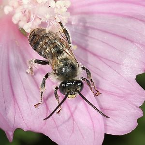 Langhornbiene Eucera macroglossa, M