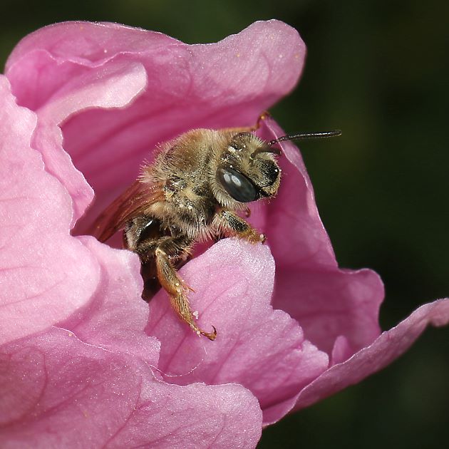 Eucera macroglossa, W