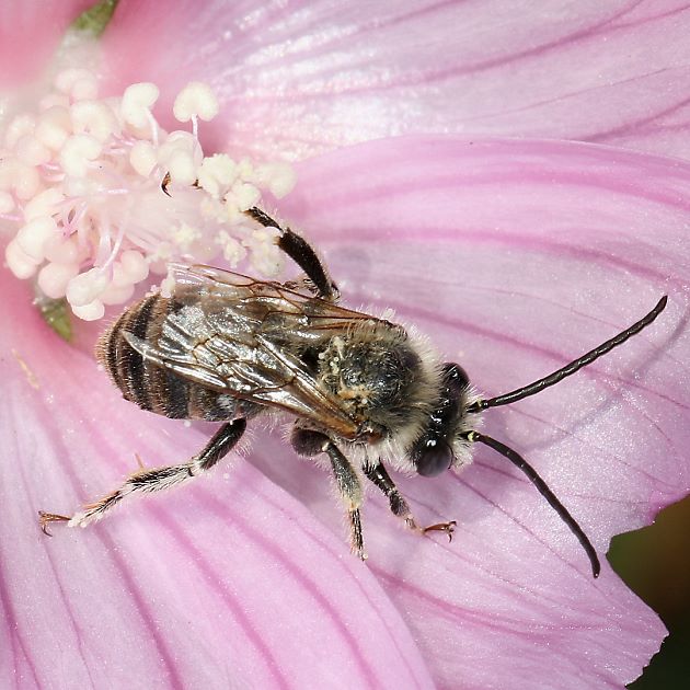 Eucera macroglossa, M
