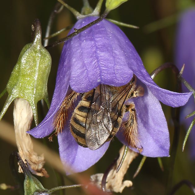 Eucera macroglossa, W