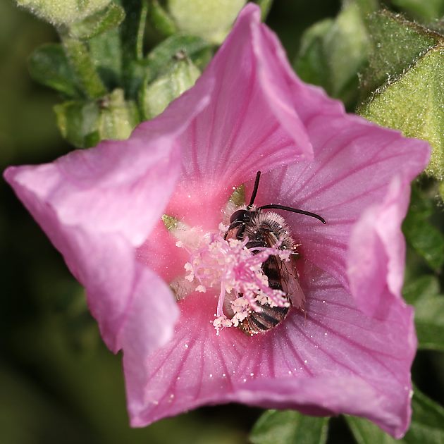 Eucera macroglossa, M