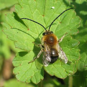 Langhornbiene Eucera nigrescens