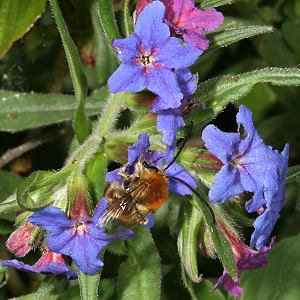 Langhornbiene Eucera nigrescens, M