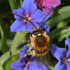 Langhornbiene Eucera nigrescens, M