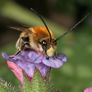 Eucera nigrescens, M