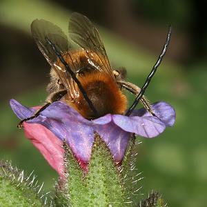 Eucera nigrescens, M