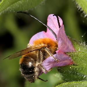 Eucera nigrescens, M