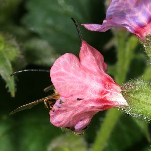 Eucera nigrescens, M