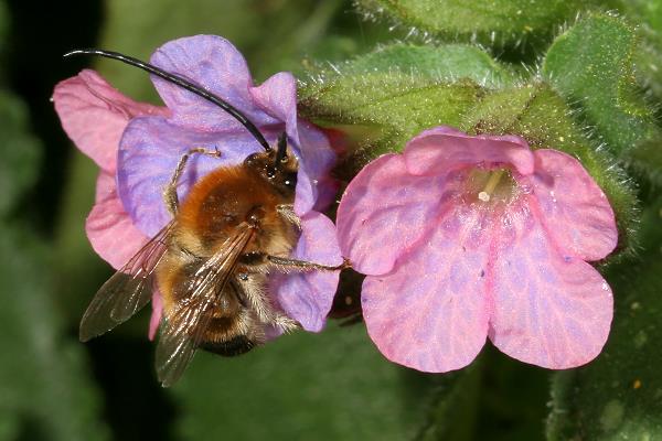 Langhornbiene Eucera nigrescens, M