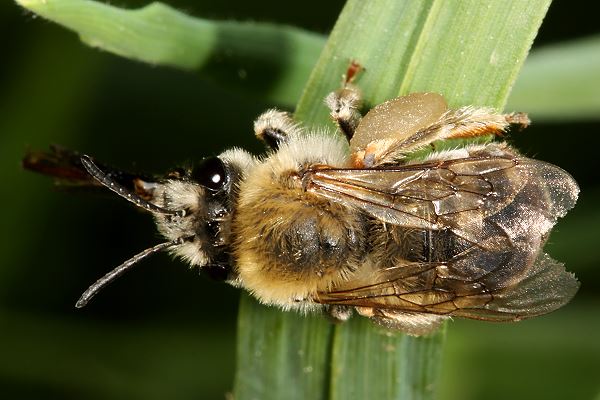 Langhornbiene Eucera nigrescens, W