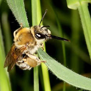 Langhornbiene Eucera nigrescens, W