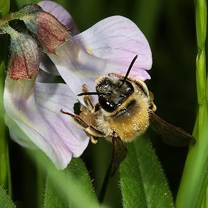 Langhornbiene Eucera nigrescens, W