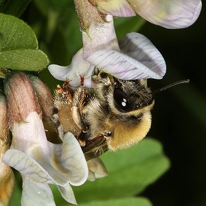 Eucera nigrescens, W