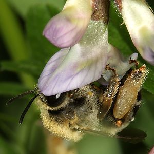 Eucera nigrescens, W