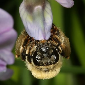 Eucera nigrescens, W