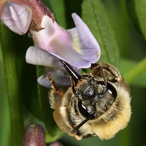 Eucera nigrescens, W