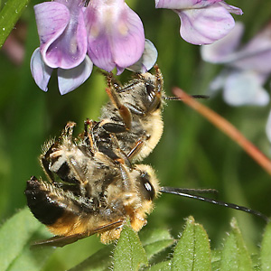 Eucera nigrescens, MW
