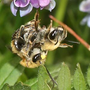 Eucera nigrescens, MW