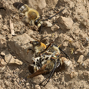 Eucera nigrescens, MMMW